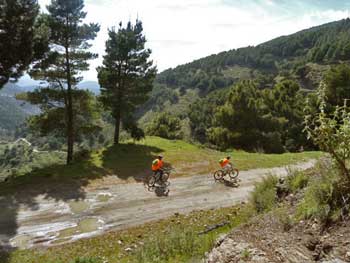 Mountain Bike Forstweg