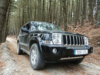 Jeep im Pinienwald