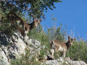 Bergziegen Sierra Almijara