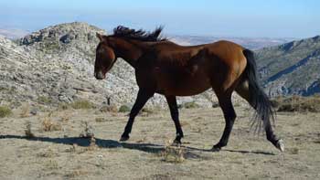 Pferd in der Sierra